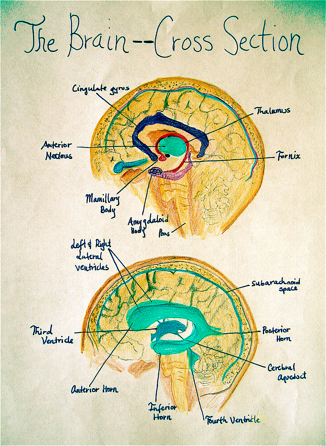 Drawing with Hand, Head and Heart: Beyond the Right Side of the Brain ...